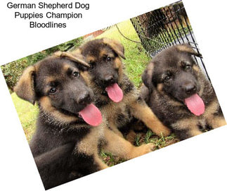 German Shepherd Dog Puppies Champion Bloodlines