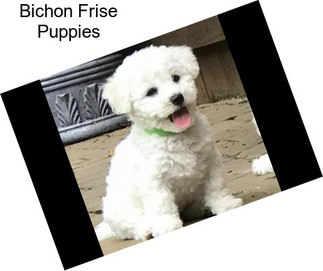 Bichon Frise Puppies