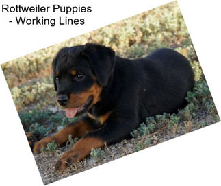 Rottweiler Puppies - Working Lines