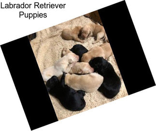 Labrador Retriever Puppies