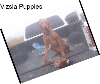 Vizsla Puppies