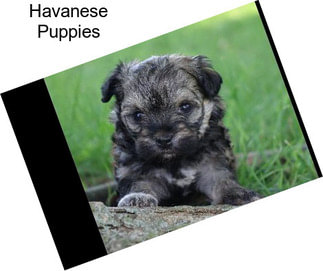 Havanese Puppies