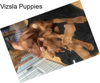 Vizsla Puppies