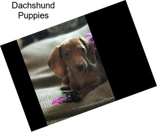 Dachshund Puppies