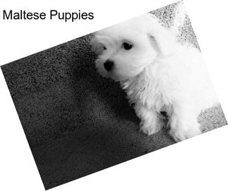 Maltese Puppies