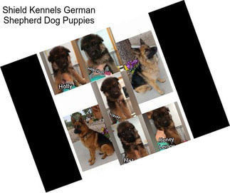 Shield Kennels German Shepherd Dog Puppies