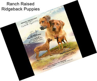 Ranch Raised Ridgeback Puppies