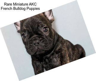 Rare Miniature AKC French Bulldog Puppies