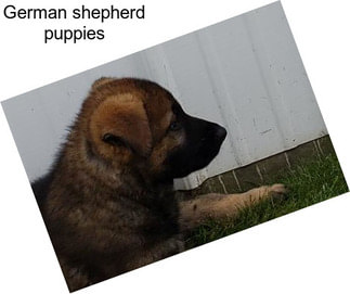 German shepherd puppies