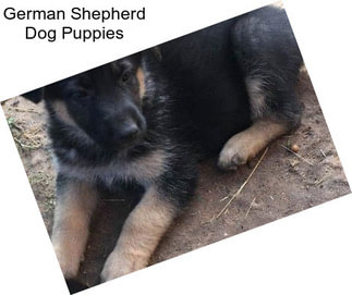 German Shepherd Dog Puppies