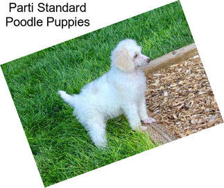 Parti Standard Poodle Puppies