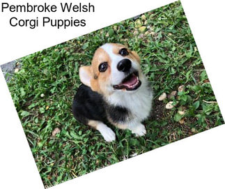 Pembroke Welsh Corgi Puppies