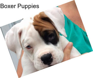 Boxer Puppies