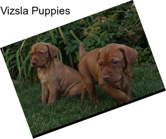 Vizsla Puppies