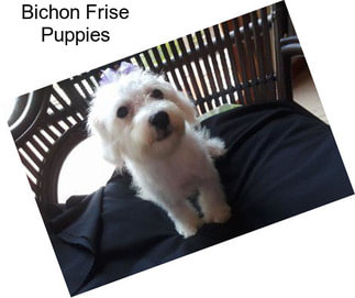 Bichon Frise Puppies