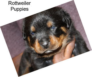 Rottweiler Puppies