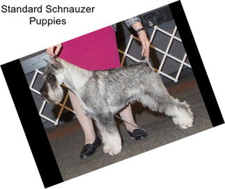 Standard Schnauzer Puppies