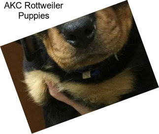 AKC Rottweiler Puppies