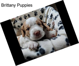 Brittany Puppies