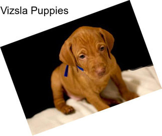 Vizsla Puppies