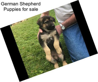 German Shepherd Puppies for sale