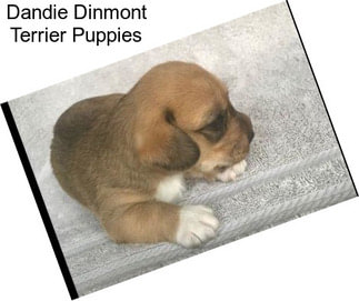 Dandie Dinmont Terrier Puppies