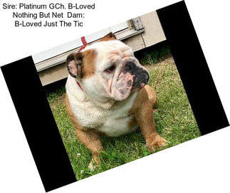 Sire: Platinum GCh. B-Loved Nothing But Net  Dam: B-Loved Just The Tic