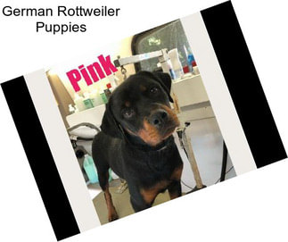 German Rottweiler Puppies