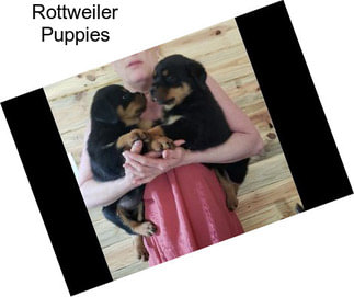 Rottweiler Puppies