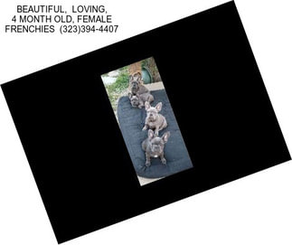BEAUTIFUL,  LOVING, 4 MONTH OLD, FEMALE FRENCHIES  (323)394-4407