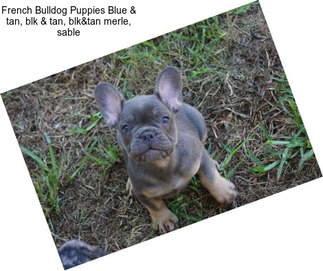 French Bulldog Puppies Blue & tan, blk & tan, blk&tan merle, sable