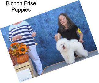 Bichon Frise Puppies