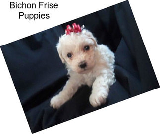 Bichon Frise Puppies