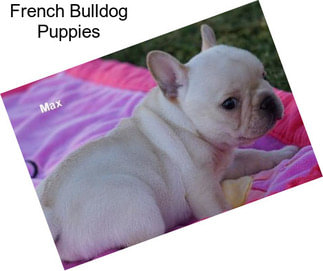 French Bulldog Puppies