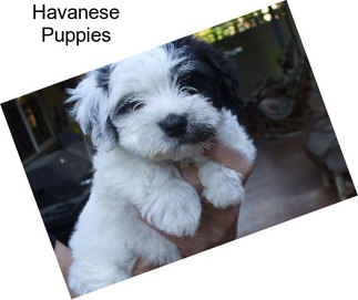 Havanese Puppies