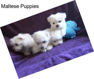 Maltese Puppies