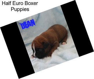 Half Euro Boxer Puppies