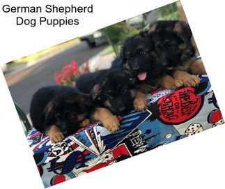 German Shepherd Dog Puppies