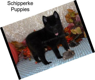 Schipperke Puppies