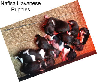 Nafisa Havanese Puppies