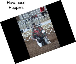 Havanese Puppies