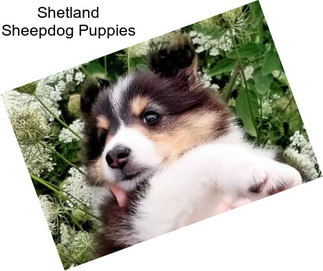 Shetland Sheepdog Puppies