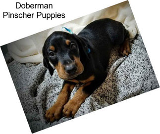 Doberman Pinscher Puppies