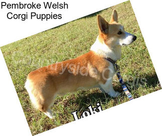 Pembroke Welsh Corgi Puppies