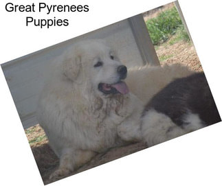 two rivers ranch great pyrenees