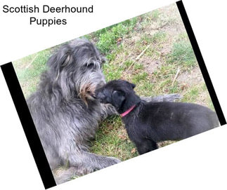 Scottish Deerhound Puppies