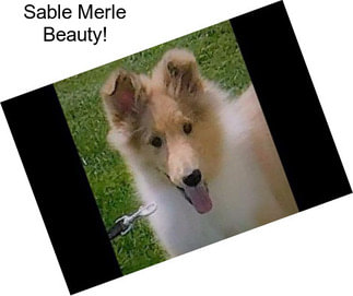 Sable Merle Beauty!