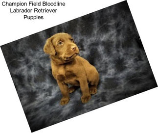 Champion Field Bloodline Labrador Retriever Puppies