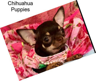 Chihuahua Puppies