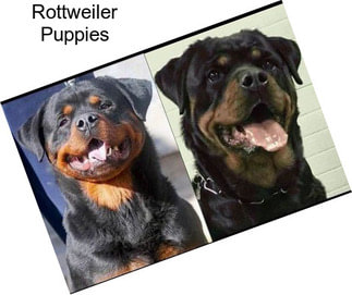 Rottweiler Puppies